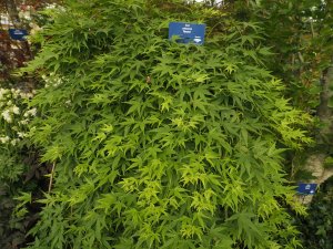 Acer palmatum ‘Ryusen’.