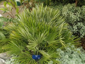 Chamaerops humilis ‘Vulcano’.