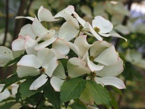Cornus x rutgersensis ‘Constellation’