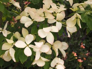 Cornus x rutgersensis ‘Constellation’