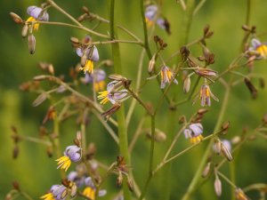 Dianella tasmanica ‘Wyeena’.