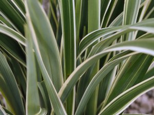 Dianella tasmanica ‘Wyeena’.