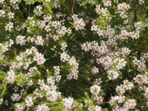Diosma ‘Pink Fountain’.