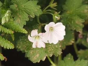 Geranium ‘Dreamland’.