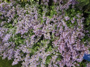 Nepeta x faassenii ‘Purrsian Blue’.