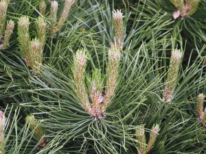 Pinus nigra ‘Brepo’.