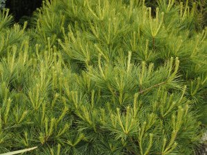 Pinus strobus ‘Secrest’.