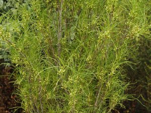 Rhamnus frangula ‘Fine Line’