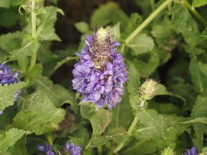 Salvia nemorosa ‘Blue Marvel’.