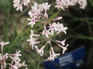 Tulbaghia ‘Purple Eye’.