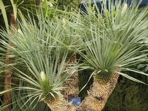 Yucca rostrata.