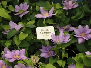 Clematis ‘Cezanne’.