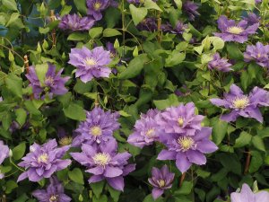 Clematis ‘Chevalier’.
