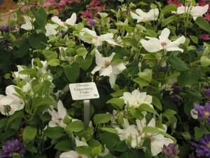Clematis ‘Guernsey Flute’.