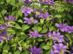 Clematis ‘Lindsay’.
