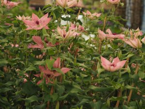 Clematis ‘Sarah Elizabeth’.
