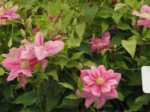 Clematis ‘Vicki’.