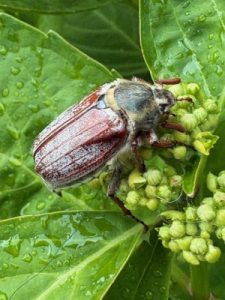 May Bug
