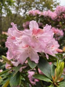 Rhododendron ‘Hotei’