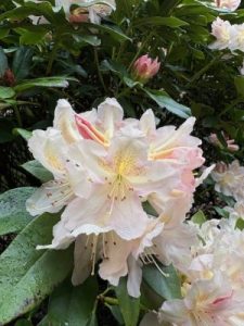 Rhododendron ‘Hotei’