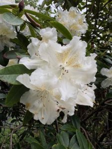 Rhododendron ‘Hotei’