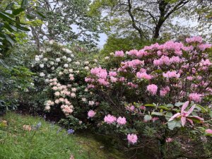 Rhododendron ‘Hotei’