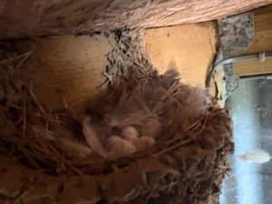 swallows nest