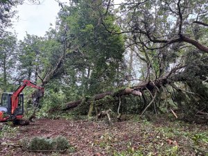 Ririei Opening hurricane damage