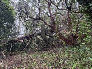Ririei Opening hurricane damage