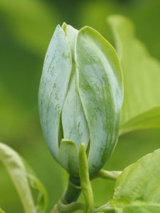 Magnolia acuminata ‘Blue Opal’