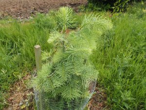 Abies concolour