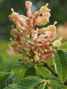 Aesculus x carnea ‘Briottii’