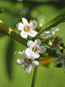 Myoporum laetum