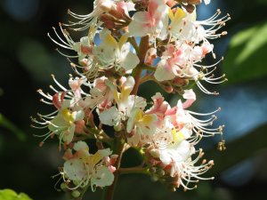 Aesculus wilsonii