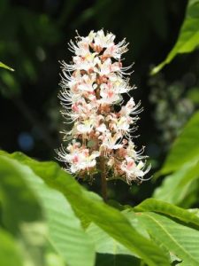 Aesculus wilsonii