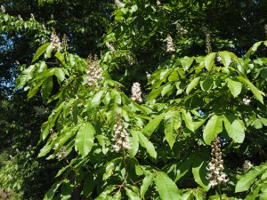 Aesculus wilsonii