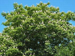 Aesculus wilsonii