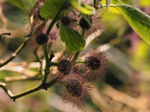 Broussonetia papyrifer