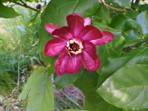 Calycanthus ‘Hartlage Wine’