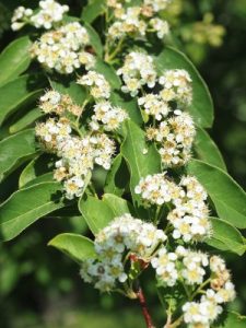 Cotoneaster affinis