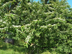 Cotoneaster affinis