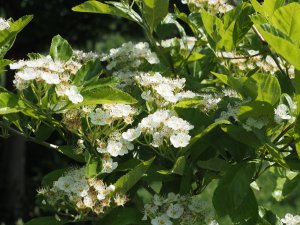 Crataegus x lavelleei ‘Carrierei’
