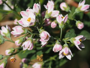 Deutzia calycosa