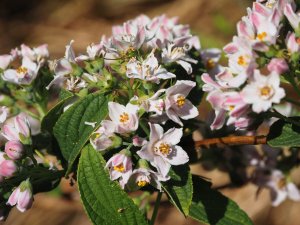 Deutzia calycosa