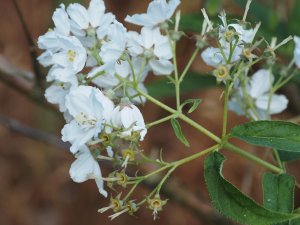 Deutzia longiflora