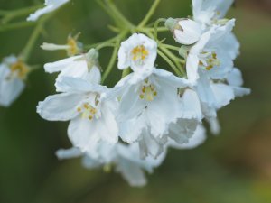 Deutzia longiflora