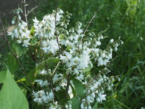 Deutzia longiflora