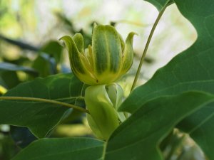 Liriodendron chinense