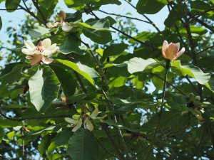 Magnolia obovata ‘Pink Flush’
