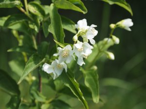 Philadelphus sericanthus